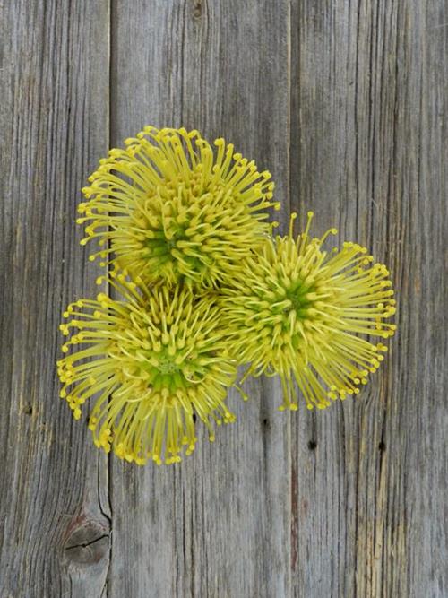 PINCUSHION YELLOW PROTEA